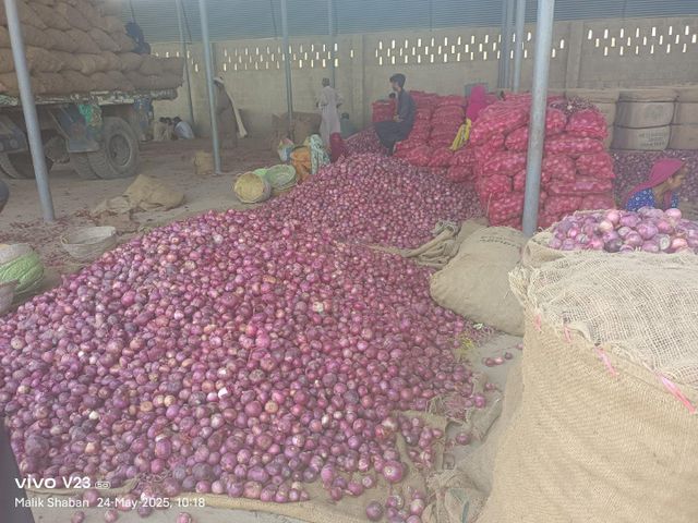 Onion and potato - Image 2