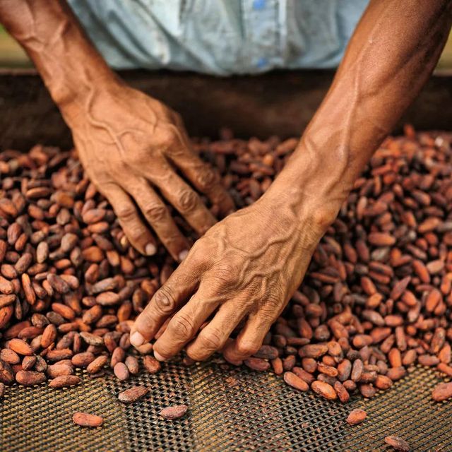 Raw Cocoa Bean With Natural Antioxidants And Intense Flavor Suitable For Large Scale Processing - Image 3