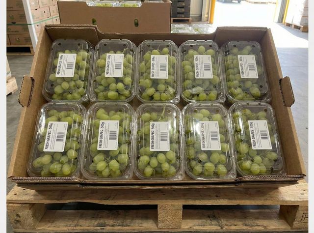 Fresh Thompson seedless table grapes from India, 17°+ brix sugar, 16+ mm size, origin India, colour green. 2,500 corrugated boxes - containing 10 punnets of 500gm each. total- 12500 Kg. - Image 4