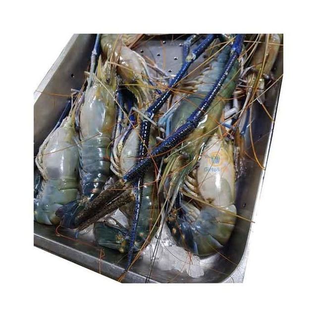 Export Grade Frozen Shrimps Bulk Sale With Fast Delivery Service - Image 5