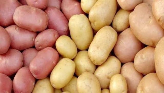 Stick Lal, Fresh Potato Weight (kg) 50 Skin Color Red Flesh Color White Origin Bangladesh Moisture Content 75–80% Minimum Order Quantity 15 Tons - Image 2