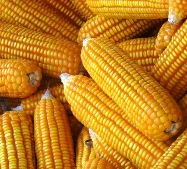 Top Selling Non GMO Yellow Maize Corn/ Yellow Corn & White Corn/Air Dried Yellow Maize Corn for Sale - Image 3