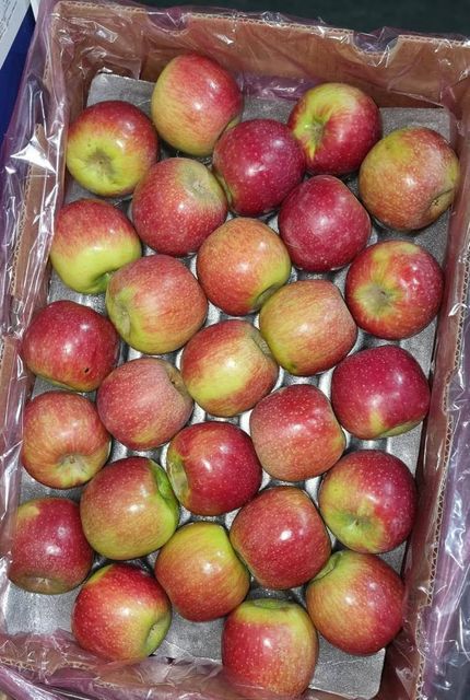 FRESH CRIPPS PINK APPLES FOR SALE!! CLASS 1 EXPORT QUALITY CRIPPS PINK APPLES READY FOR EXPORT – product photo 5, product detail gallery