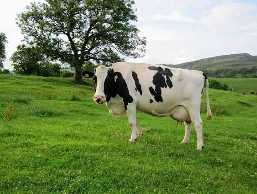 Certified Holstein Friesian Cows Strong Dairy Performance Healthy Breeding Animals Wholesale Price For Export Markets - Image 4