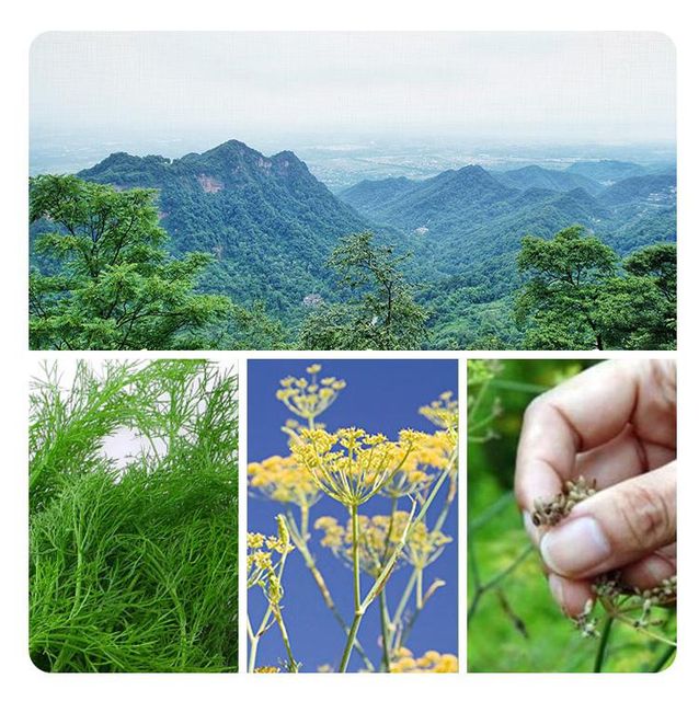 Bulk Fennel Seeds for Export – Premium Grade Natural Fennel Seeds with Strong Aroma, Sweet Flavor, and High Purity for Spice Markets, Food Production, Herbal Medicine, and Beverage Manufacturing with Competitive Wholesale Pricing and Secure International Shipping - Image 2
