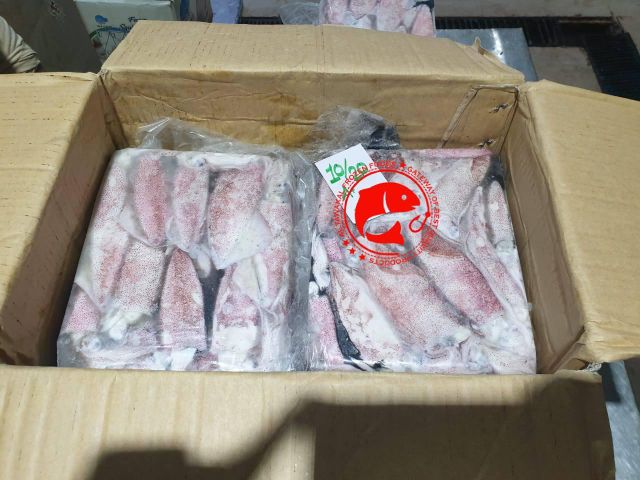 Loligo Squid - Image 1