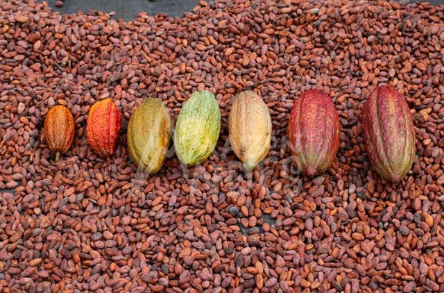 High Quality Organic Cacao Beans Powder With OEM Services Available At Factory Price - Image 5