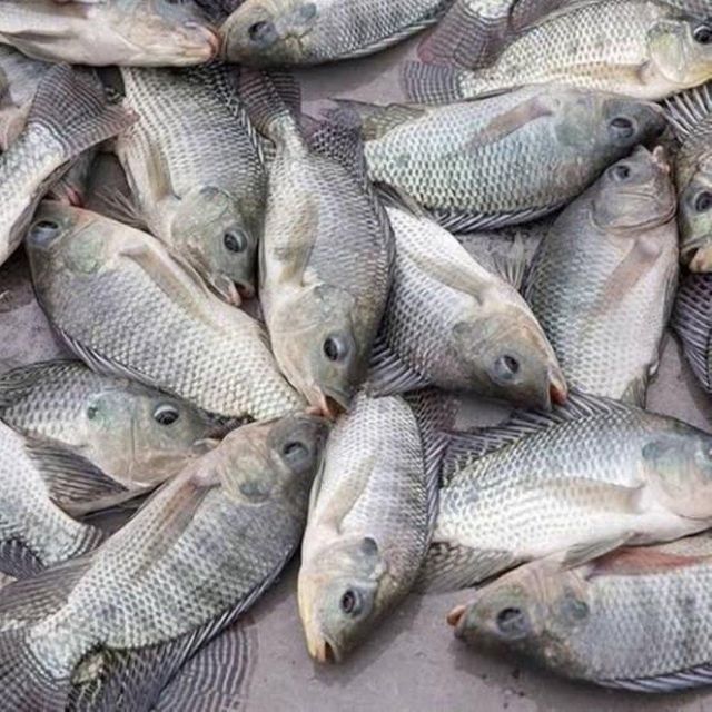 Best Quality Frozen Farm Raised Tilapia Fresh Water Fish Exporters Wholesale Price - Image 2