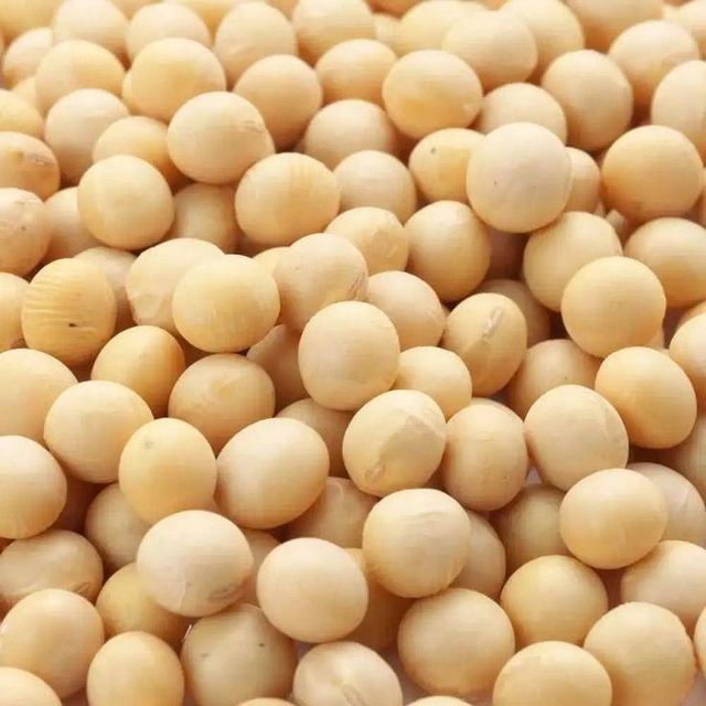 Premium Soybean Seeds – High-Quality Non-GMO and GMO Seeds for Planting, Processing, and Export - Image 3