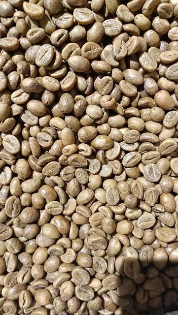 Green coffee FINE ROBUSTA G1 & ROBUSTA G1 - Image 4