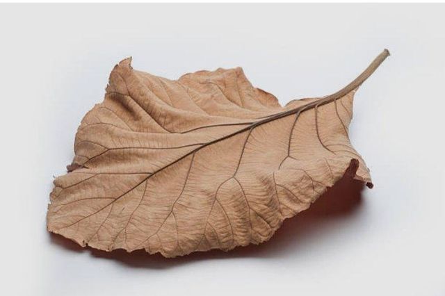 dry teak leaves - Image 1
