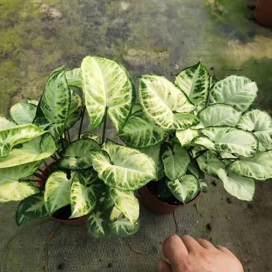 Syngonium Podophyllum Indoor Plants - Image 1
