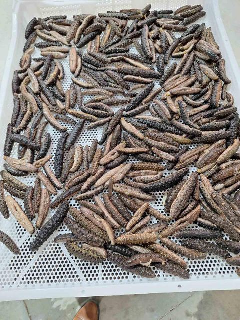 SEA CUCUMBER Quality HIGH Packaging CARTON 20KG Certification ISO 22000:2018 Monthly Dried Export 2 To 2.5 Tons Product Forms Boiled, Frozen, Dried - Image 1