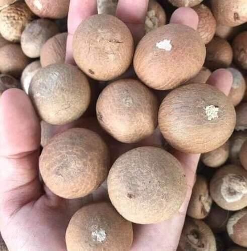 Premium Betel Nut - Image 1