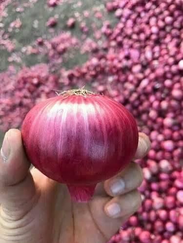 Onions - Image 3