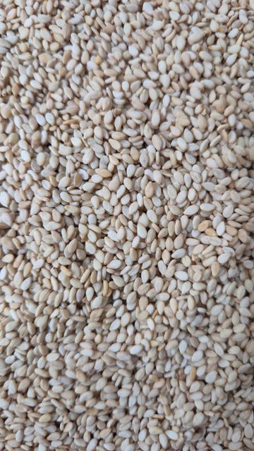 Natural Sesame seeds – product photo 1, product detail gallery