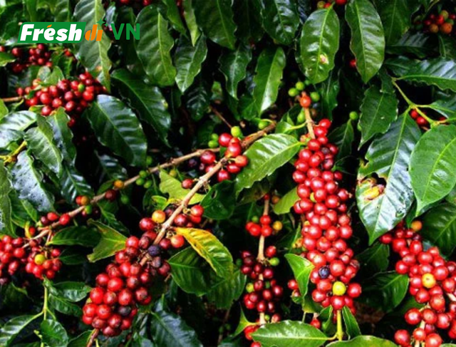 Green Coffee Beans from Vietnam (Robusta / Arabica) - Image 3