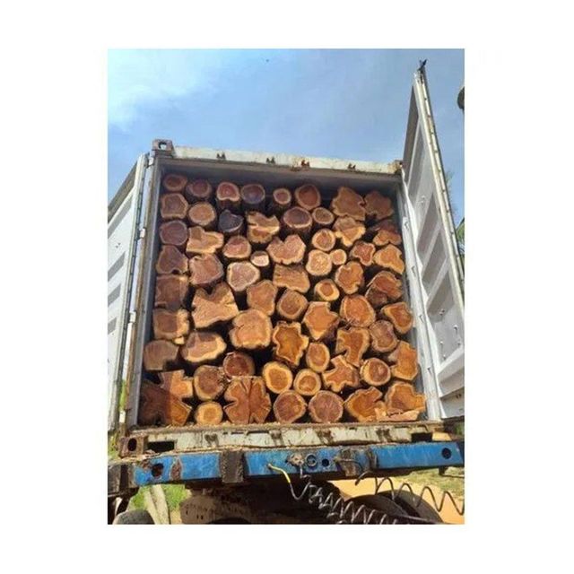 African Teak Firewood Width > 100 cm to 140 cm Length > 120 cm to 140 cm - Image 4