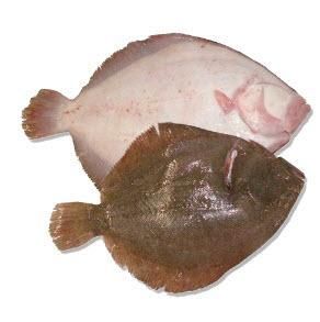 Atlantic Turbot - Image 1