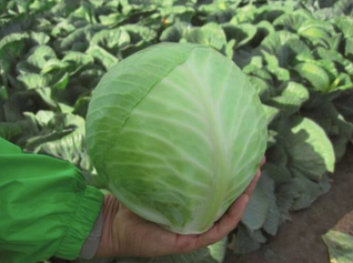 Premium Origin Cabbage Fresh Cabbage Fresh Organic Red Cabbages Fresh Organic Green Cabbage wholesale. Very cheap and bulk sales - Image 3