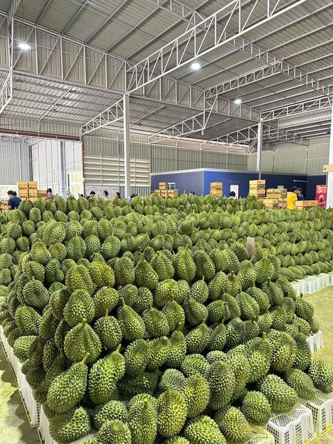 Durian – product photo 15, product detail gallery