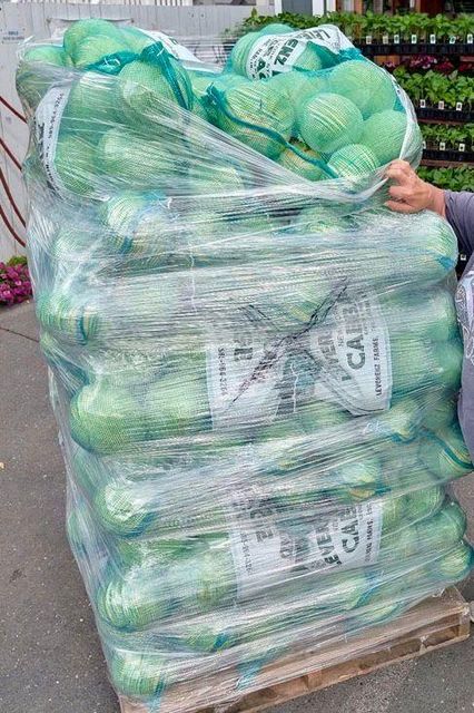 HEALTHY FRESH WHOLE GREEN CABBAGE 15-20cm, 1-3 Kg per head,10Kg CARTONS FOR SALE - Image 3