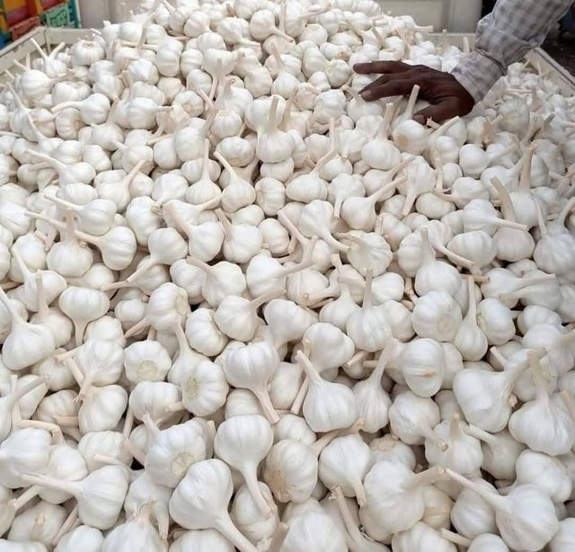 Fresh Garlic Bulbs – Premium Quality Wholesale & Retail Supply - Image 1