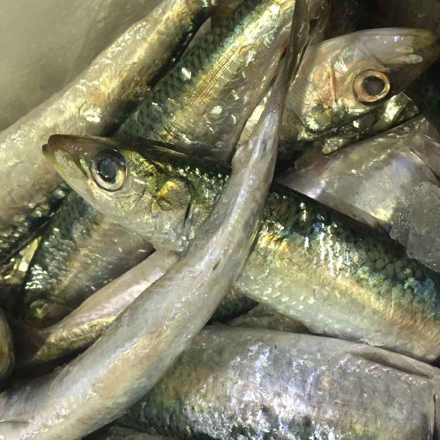 Frozen Sardine Fish Export Ready Selection With Uniform Size And Clean Handling For Diverse Market Demand - Image 2