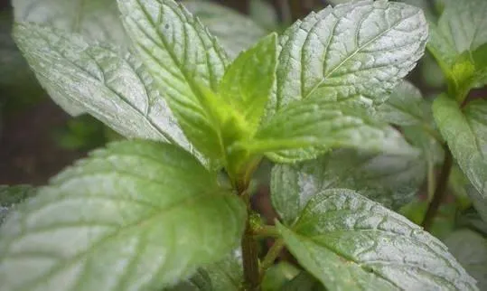 Peppermint – product photo 1, product detail gallery