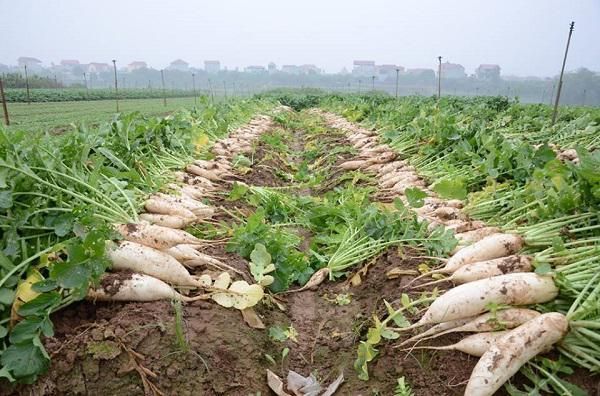 VEGETABLE MARKET PRICE FRESH WHITE RADISH Type Radish Style Fresh Color White Weight (kg) 1 Taste Delicious Model Number - Image 5