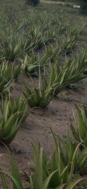 ALOEVERA GEL Texture Gel Purity High - Image 1