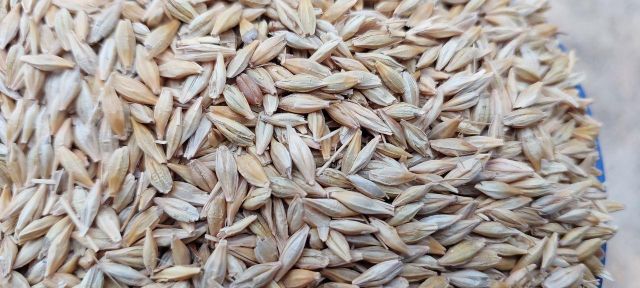 Milling wheat, protein 12.5% Origin Ukraine Crop Year 2025 Port FOB Odesa W Value Min 180 Type Soft Wheat Features GMO-Free - Image 3