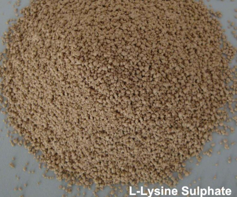 L-Lysine HCl - Image 1