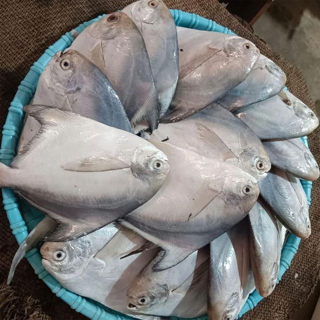 Frozen Silver Pomfret Fish 100% Natural Marine Catch Processed For Bulk Seafood Delivery And Retail Supply - Image 3
