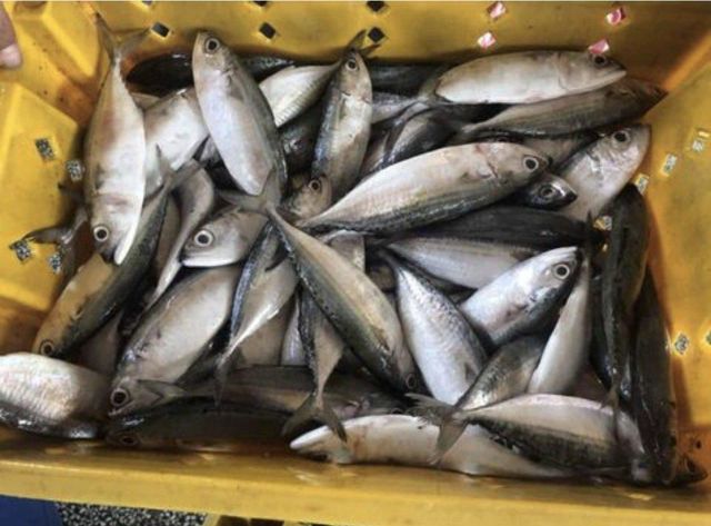 Frozen Mackerel Fish For sale in Bulk - Image 4