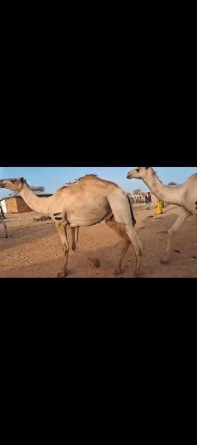 Goats,sheep and camel – product photo 3, product detail gallery
