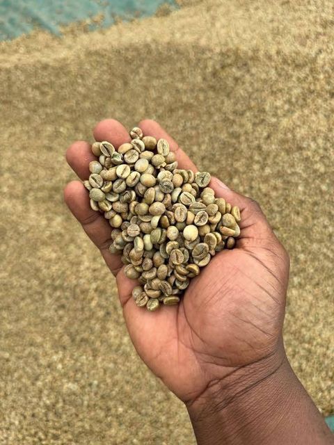 Robusta Coffee Supply Stability Stable Price Per Metric Usd 2700 Bean Type Arabica, Robusta Quality Standard Consistent - Image 2