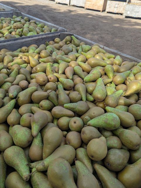 Quality Fresh Pears for sale Organic Yes Origin South Africa Harvest Condition At Peak Ripeness Harvest Timing Harvested At Peak Ripeness - Image 5