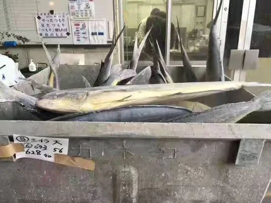 High Quality Frozen Fish Mahi Mahi From Japan MOQ 1*40FCL Style Whole Processing BQF Feature Nature HS Code 03034300 Trademark - Image 3