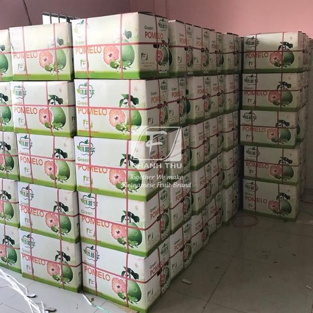 Fresh Green Pomelo citrus fruit Fresh Pomelo Fruit made in Vietnam honey pomelo - Image 3