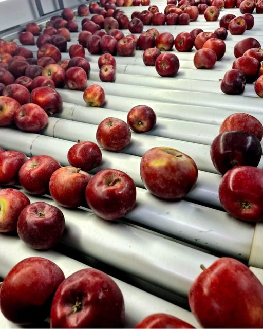 Quality TopRed Apples for sale - Image 5