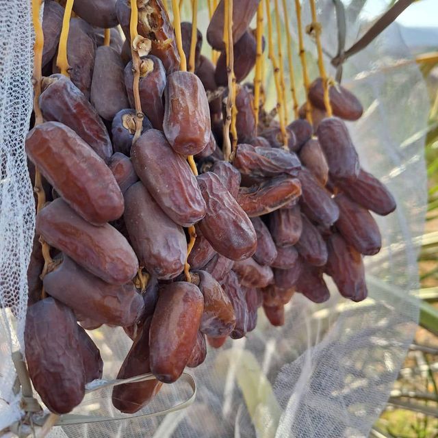 Piarom Date Fat 0.4–0.6 G Packaging Carton Protein 1.6–2.5 G Energy Content High Place of Origin Iran Carbohydrates 70–75 G - Image 2