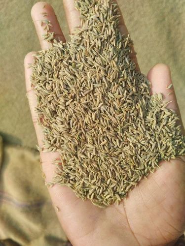 Cumin seeds (Jeera) Grade Superior Quality Premium Form Other, Uncut Drying Process Natural Delivery Form Bag, Sacks Packaging 25 - 50kg bags - Image 4