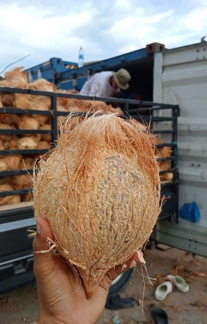 Semi Husked Coconut - Image 2