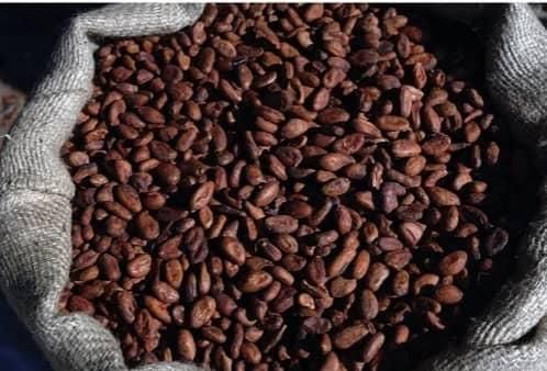 Certified Organic Cocoa Beans Roasted and Dried Cacao Beans Packed in Bag whatsap +255787979235 - Image 3