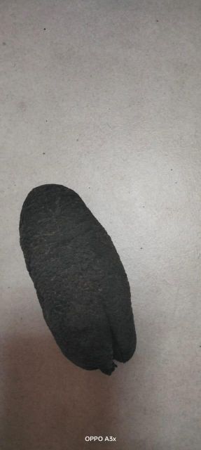 Dried Sea cucumbers - Image 16