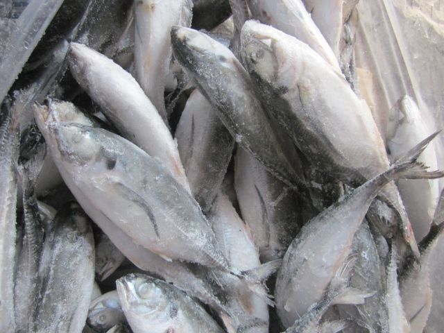 Cheap price frozen horse mackerel in Vietnam - Tanis Imex Shape Block Style Frozen Grade High Quality Shelf Life 24 - Image 4
