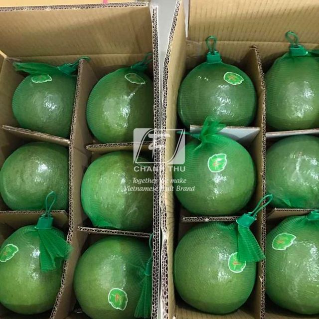Fresh Green Pomelo citrus fruit Fresh Pomelo Fruit made in Vietnam honey pomelo - Image 4