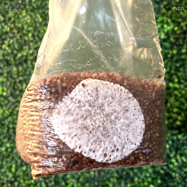 Mushroom Growing Spawn Bag Premium for Fast Delivery Get the Best Wholesale Rates and Start Cultivating Mushrooms - Image 4
