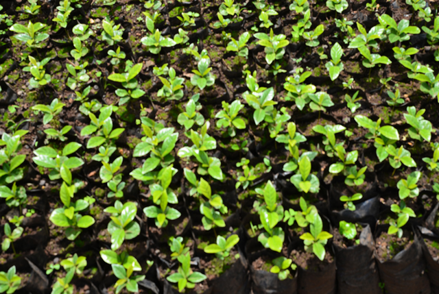 Kenyan Arabica Green Coffee Beans | High Altitude | Specialty Grade - Image 2